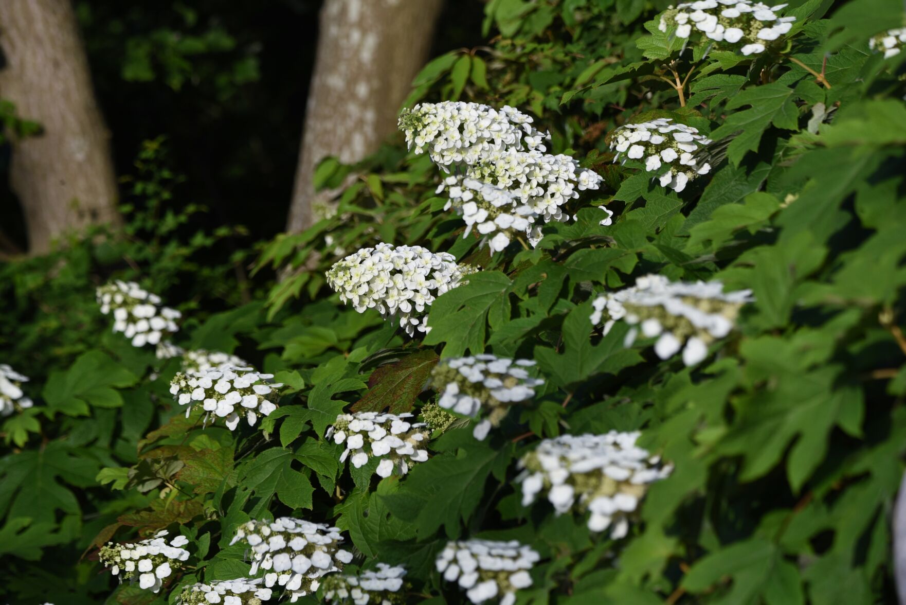 Master Gardeners of Napa County: What's different about oakleaf hydrangeas?